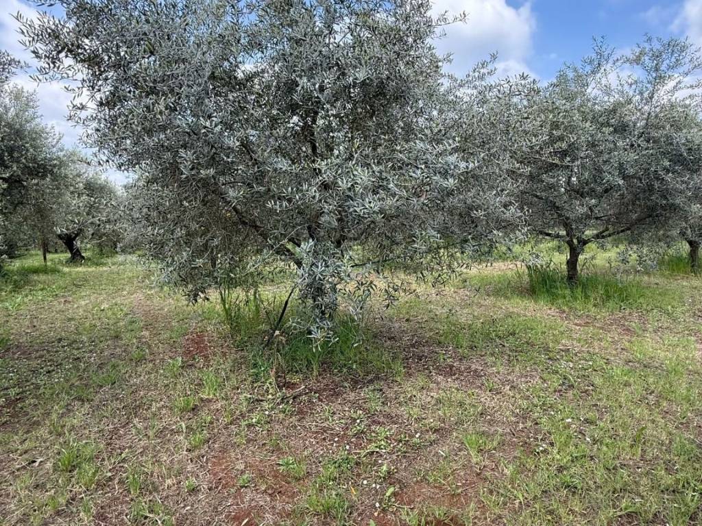 Terreno a Cori in Via Castellone - Foto 2