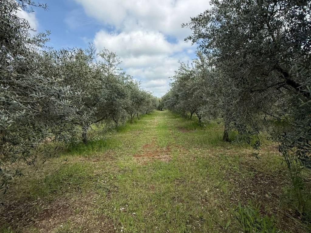 Terreno a Cori in Via Castellone - Foto 3
