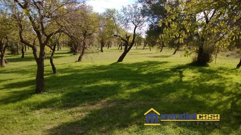Rustico / casale a Noto in c.da Sichilli - Foto 4