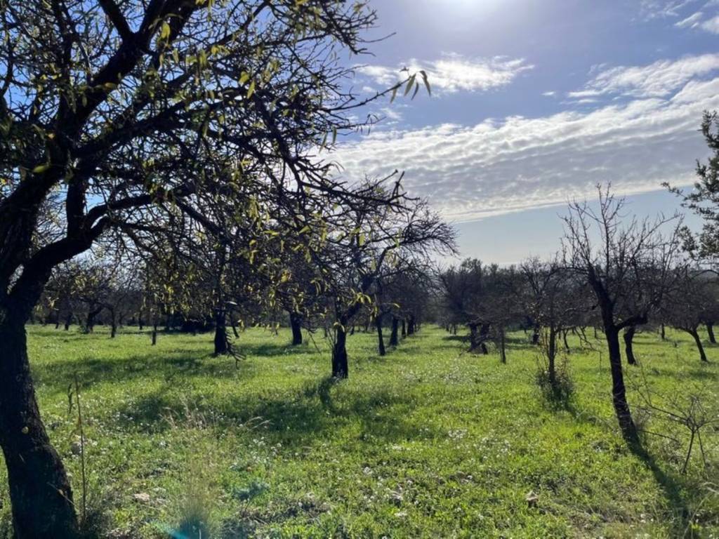 Rustico / casale a Noto in Strada Provinciale Serra del Ventro Tre Fontane - Foto 3