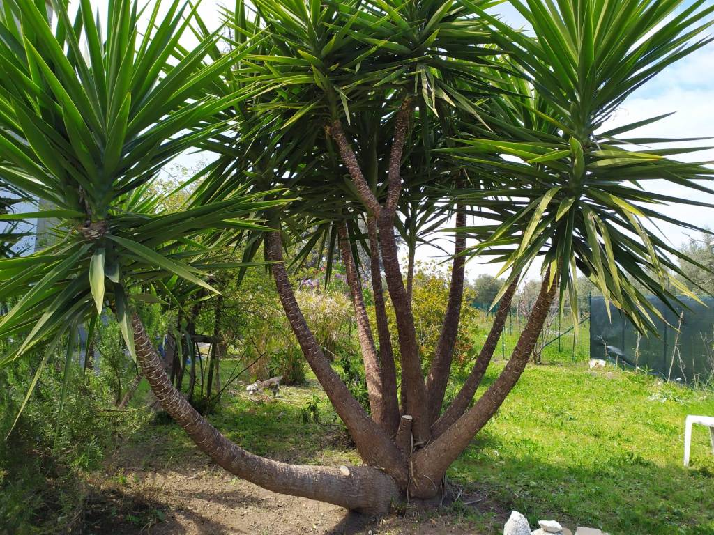 Rustico / casale a Ortona in Ripari di Giobbe - Foto 2