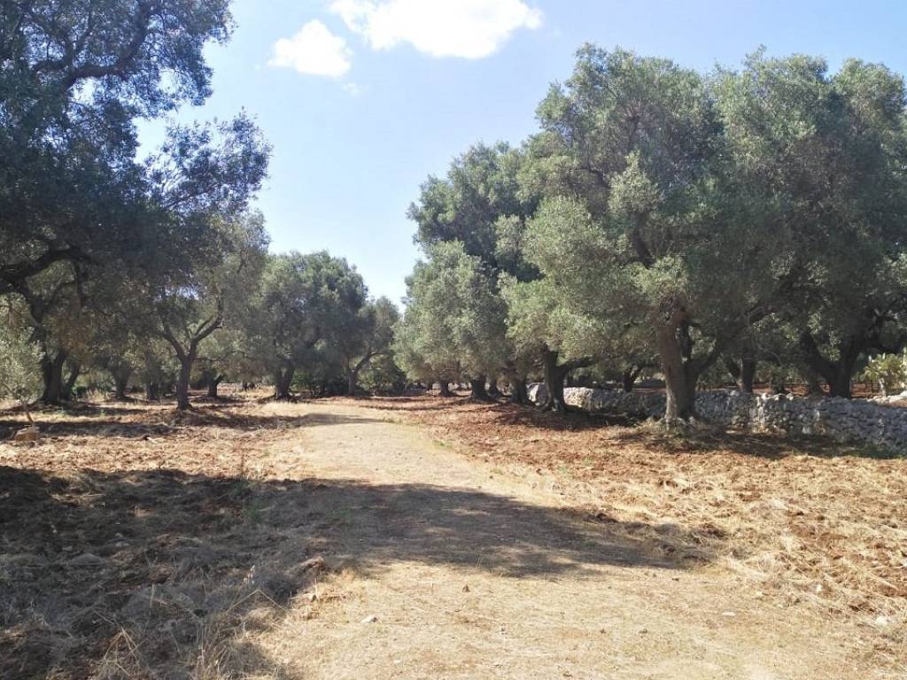 Terreno a Carovigno - Foto 2