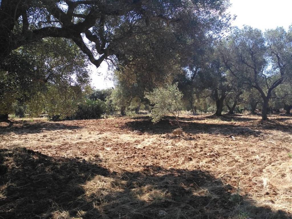 Terreno a Carovigno - Foto 3