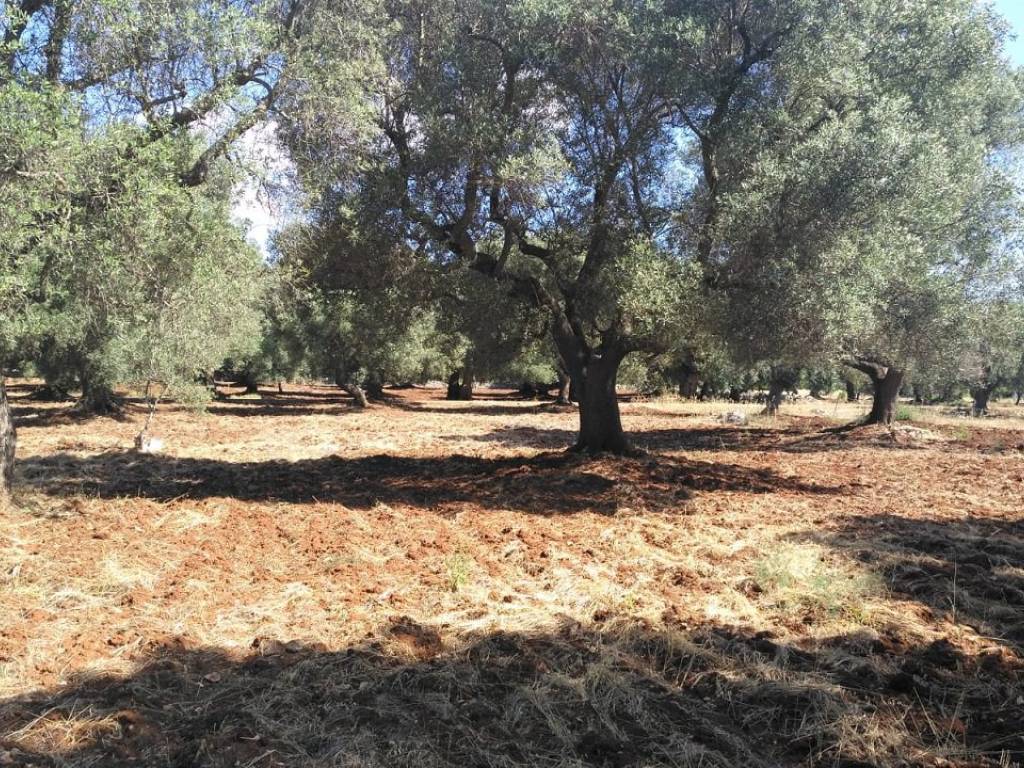 Terreno a Carovigno - Foto 4