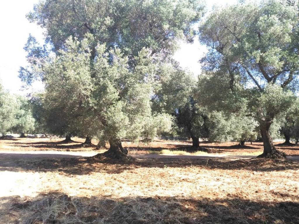 Terreno a Carovigno - Foto 5