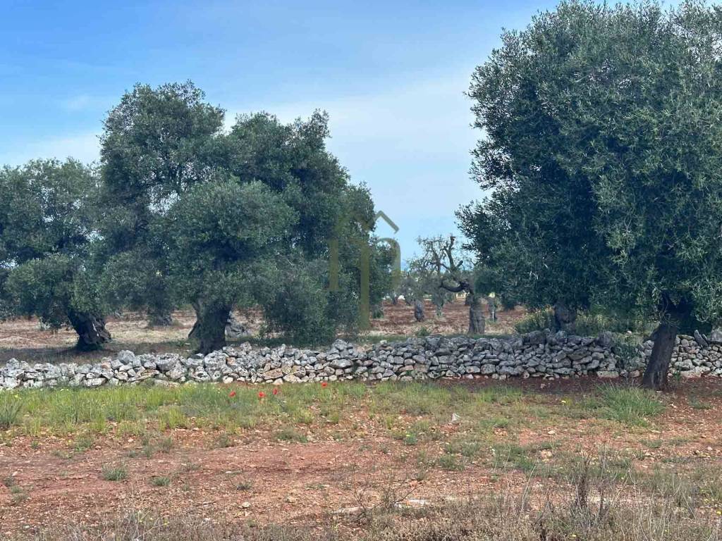 Rustico / casale a Ostuni in Contrada Lamacavallo Conca d'Oro Pinto - Foto 4