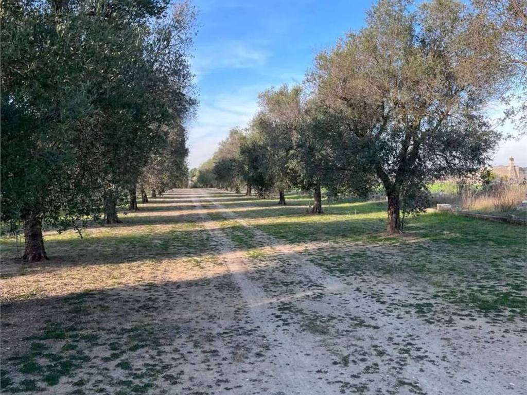 Terreno a Francavilla fontana - Foto 5