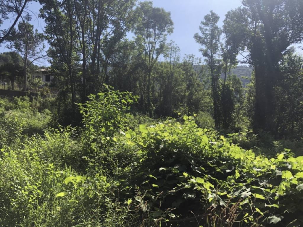 Terreno a Montegrino valtravaglia - Foto 3