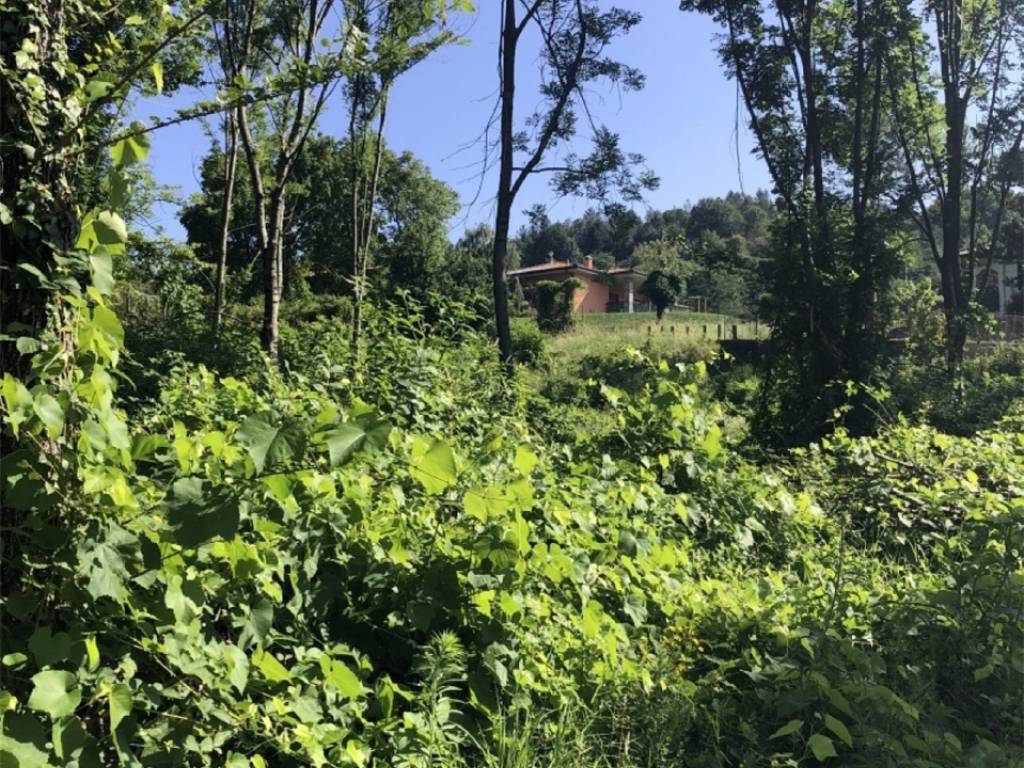 Terreno a Montegrino valtravaglia - Foto 5