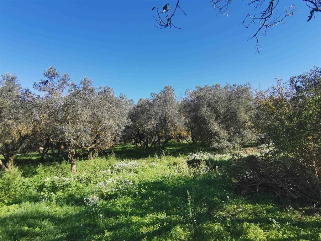 Rustico / casale a Tuscania - Foto 3
