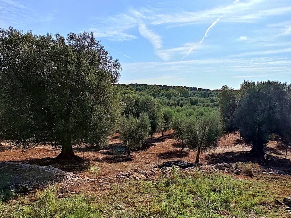 Rustico / casale a Ostuni in Contrada Vato Aperto - Foto 4
