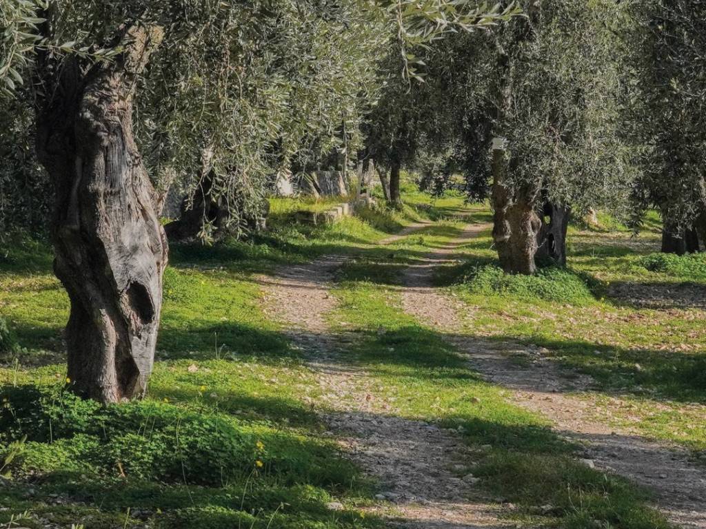 Rustico / casale a Mattinata in località aspromonte - Foto 4