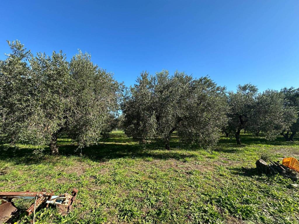 Rustico / casale a Castiglione della pescaia in Strada Vicinale delle Vigne - Foto 2