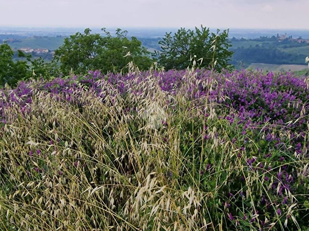 Terreno a Montù beccaria in Via dei Cavalieri di Vittorio Veneto - Foto 4