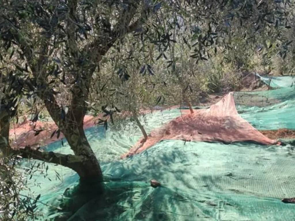 Terreno a Ceriana in Strada Cianche, 12 - Foto 2