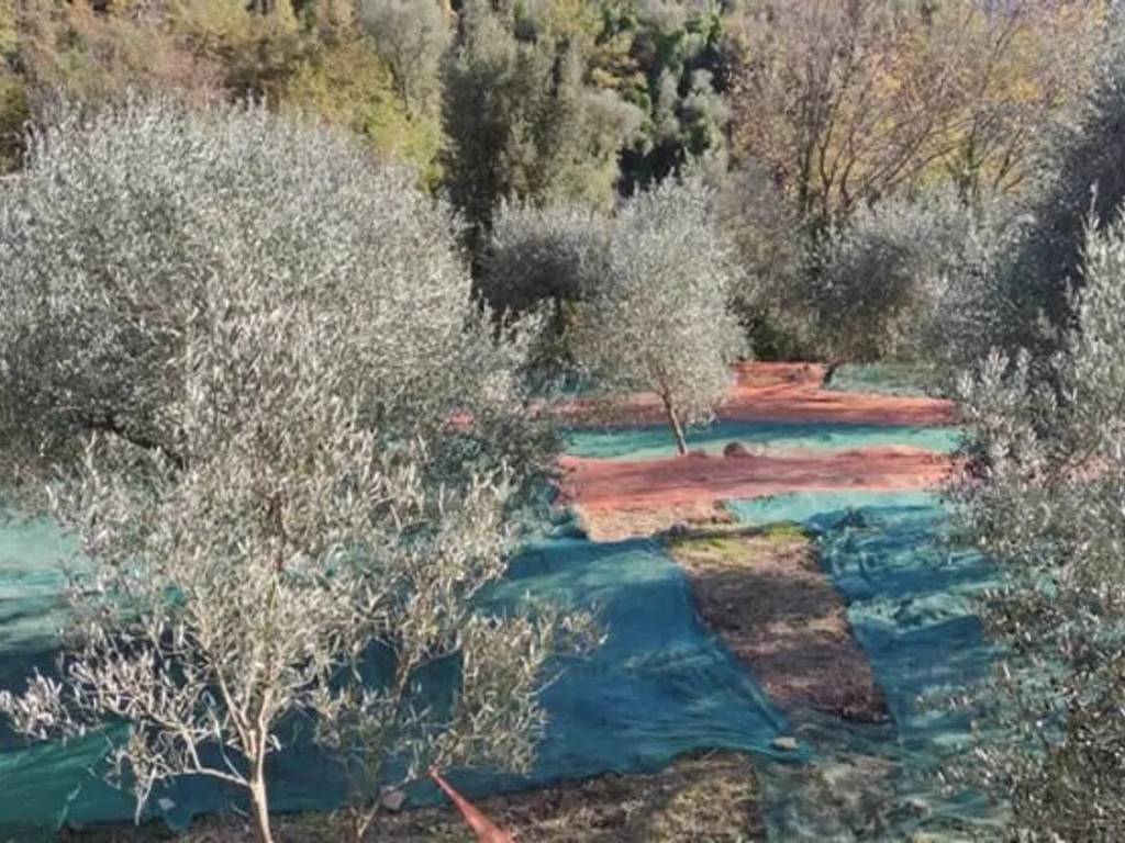 Terreno a Ceriana in Strada Cianche, 12 - Foto 3