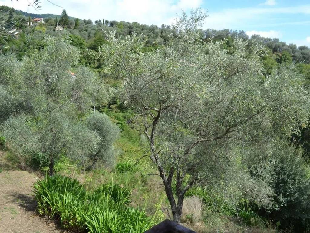 Rustico / casale a Ceriana in Strada Belando S.N.C. - Foto 5