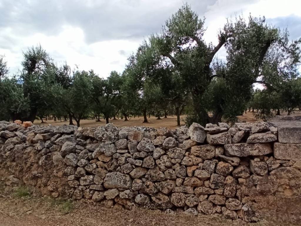 Terreno a Francavilla fontana in Contrada Palmo - Foto 4