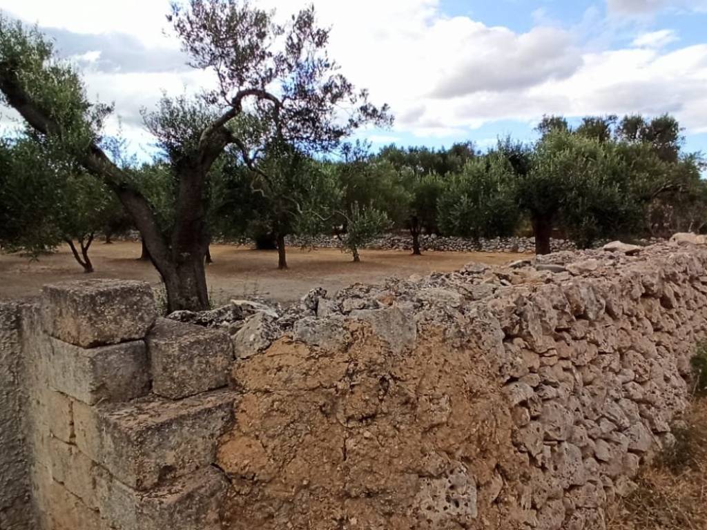 Terreno a Francavilla fontana in Contrada Palmo - Foto 5