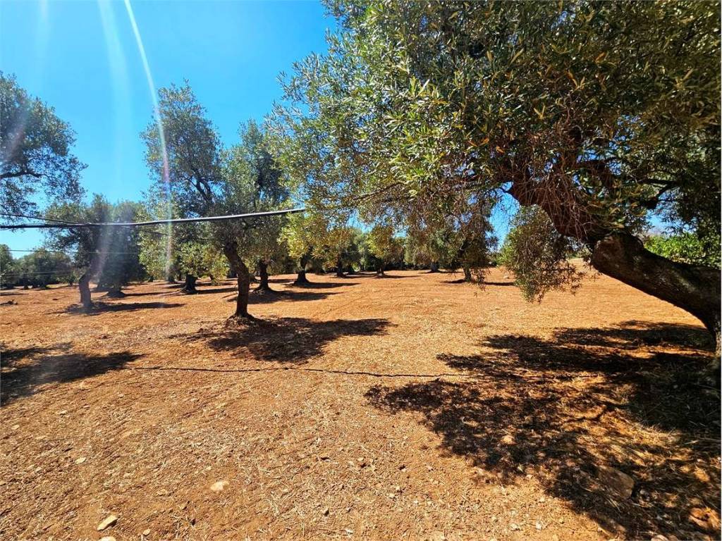 Rustico / casale a Ostuni - Foto 4