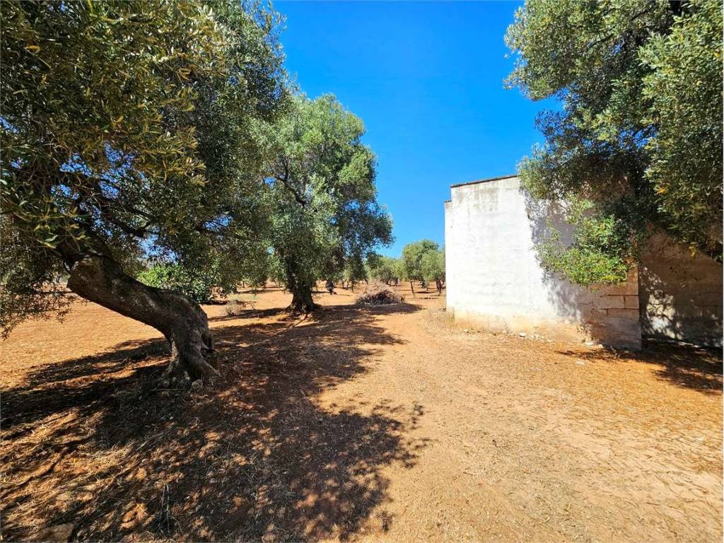 Rustico / casale a Ostuni - Foto 5
