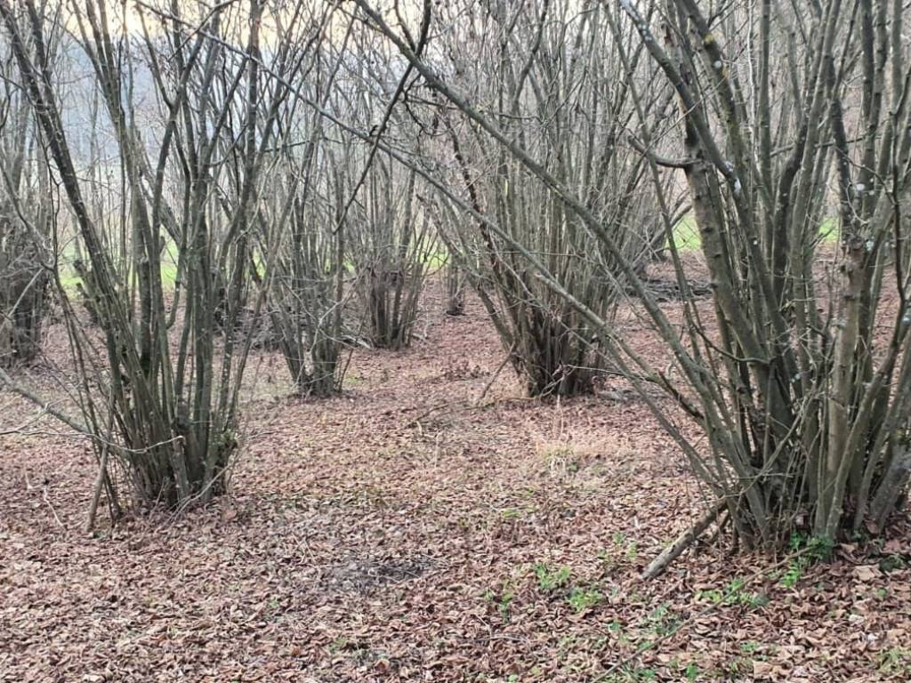 Rustico / casale a Grazzano badoglio in Strada Valle Scura, 14 - Foto 5