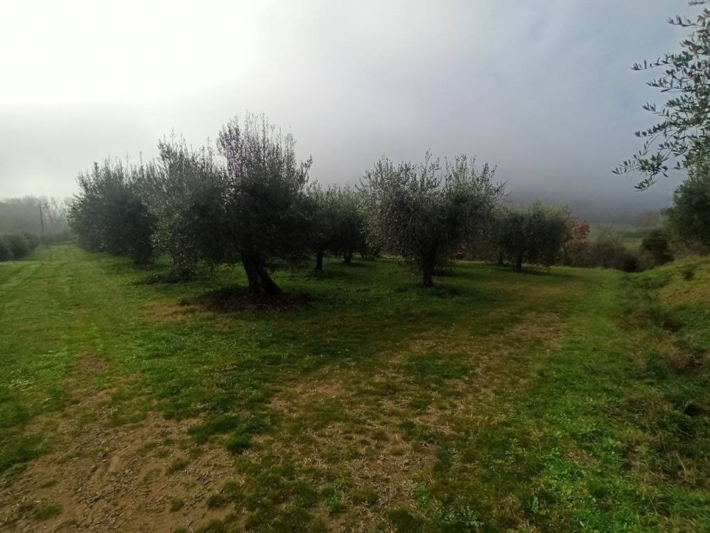Terreno a Panicale in Via della Collina, 1 - Foto 4