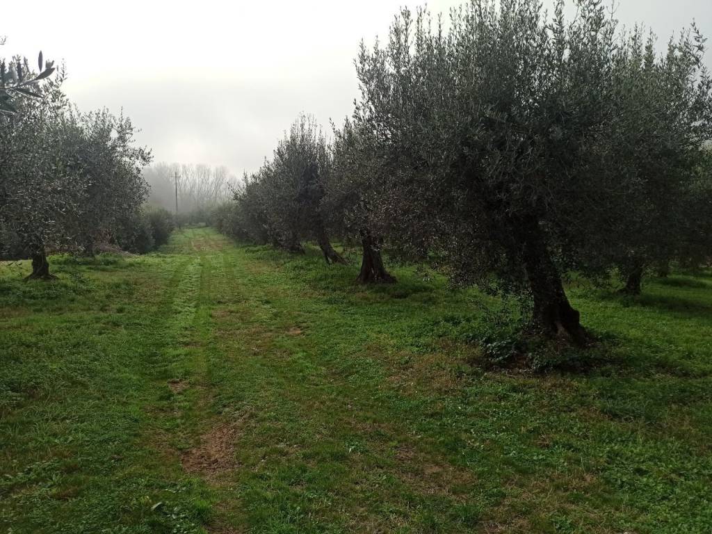 Terreno a Panicale in Via della Collina, 1 - Foto 5