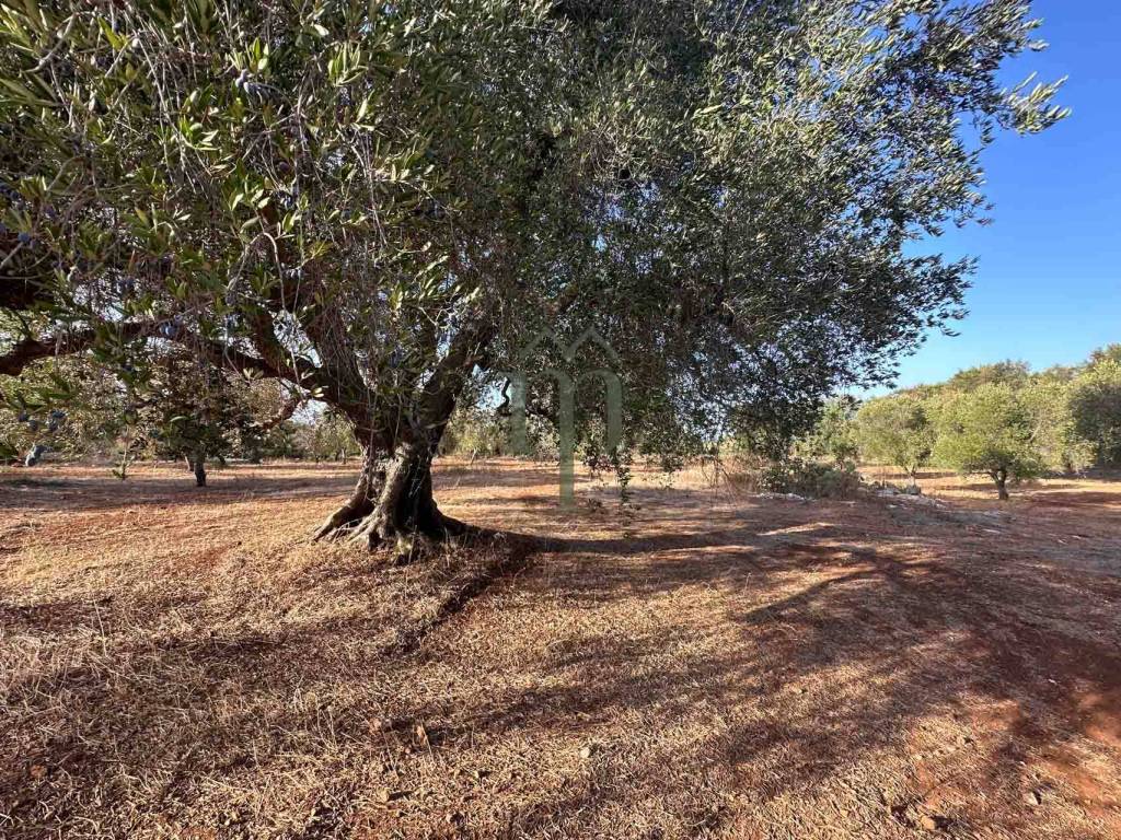 Terreno a Carovigno in Contrada Sierri - Foto 3