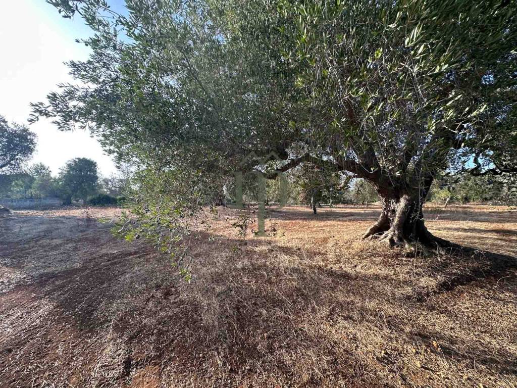 Terreno a Carovigno in Contrada Sierri - Foto 5