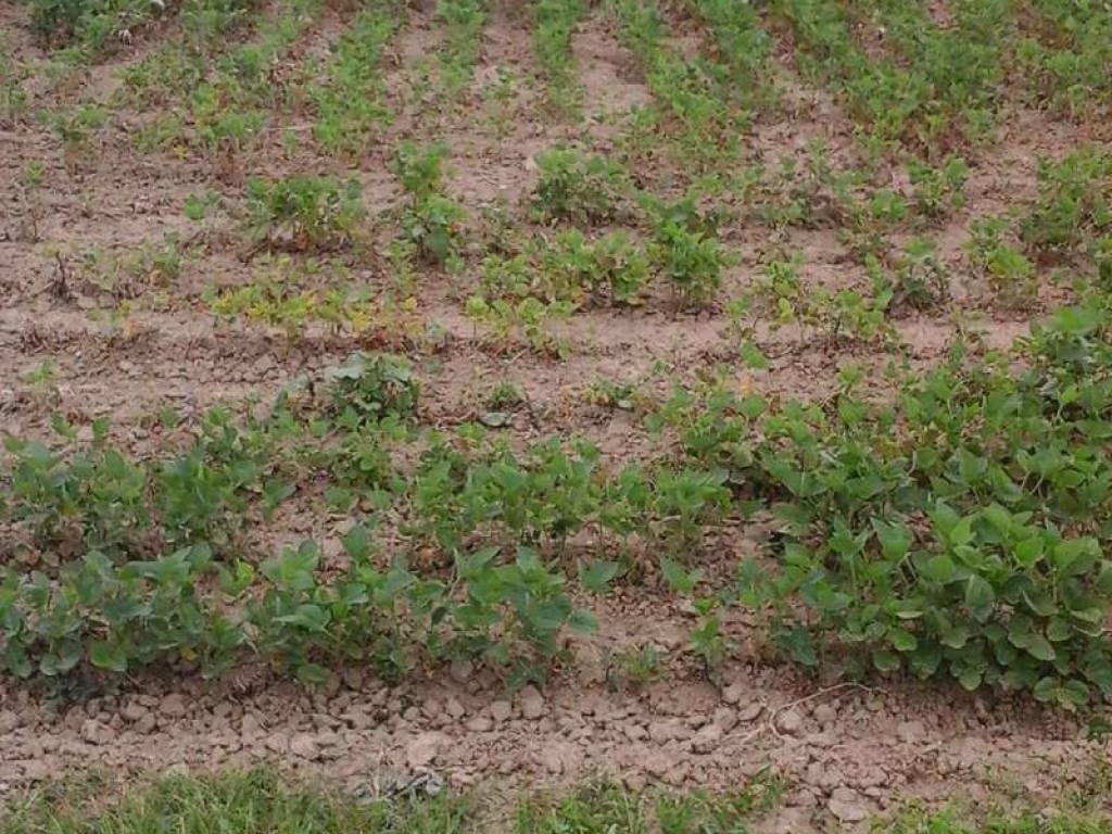 Terreno a Mira in via miranese - Foto 3