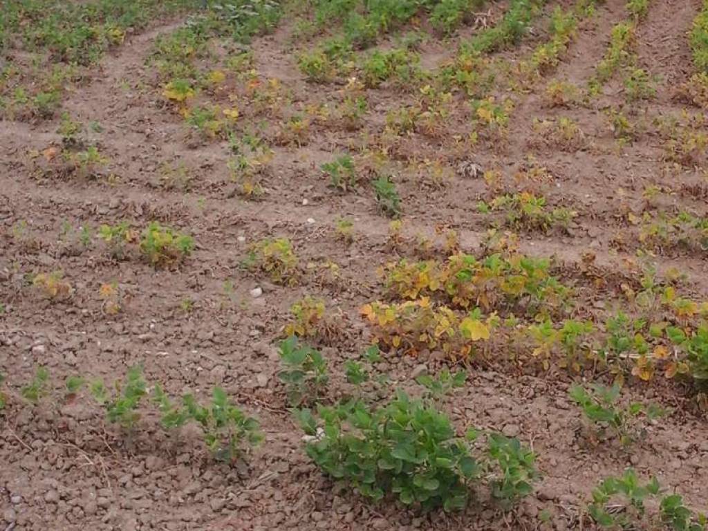 Terreno a Mira in via miranese - Foto 4