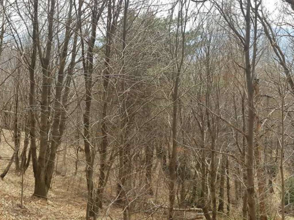 Terreno a Premeno in Via Guglielmo Marconi - Foto 3