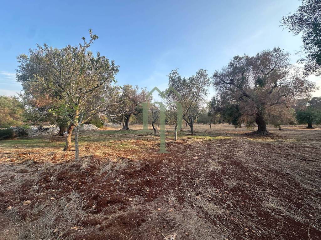 Terreno a Carovigno - Foto 3