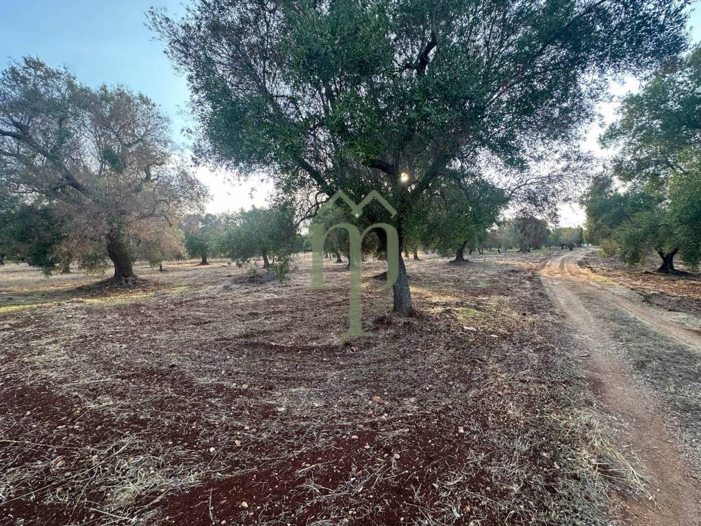 Terreno a Carovigno - Foto 4