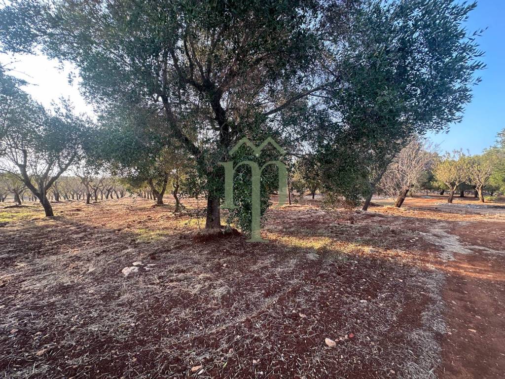 Terreno a Carovigno in Contrada Poggioreale - Foto 2