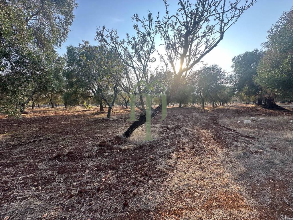 Terreno a Carovigno in Contrada Poggioreale - Foto 3