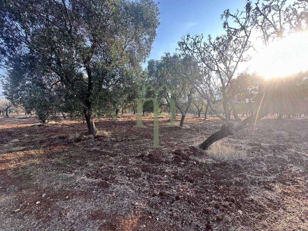 Terreno a Carovigno in Contrada Poggioreale - Foto 4