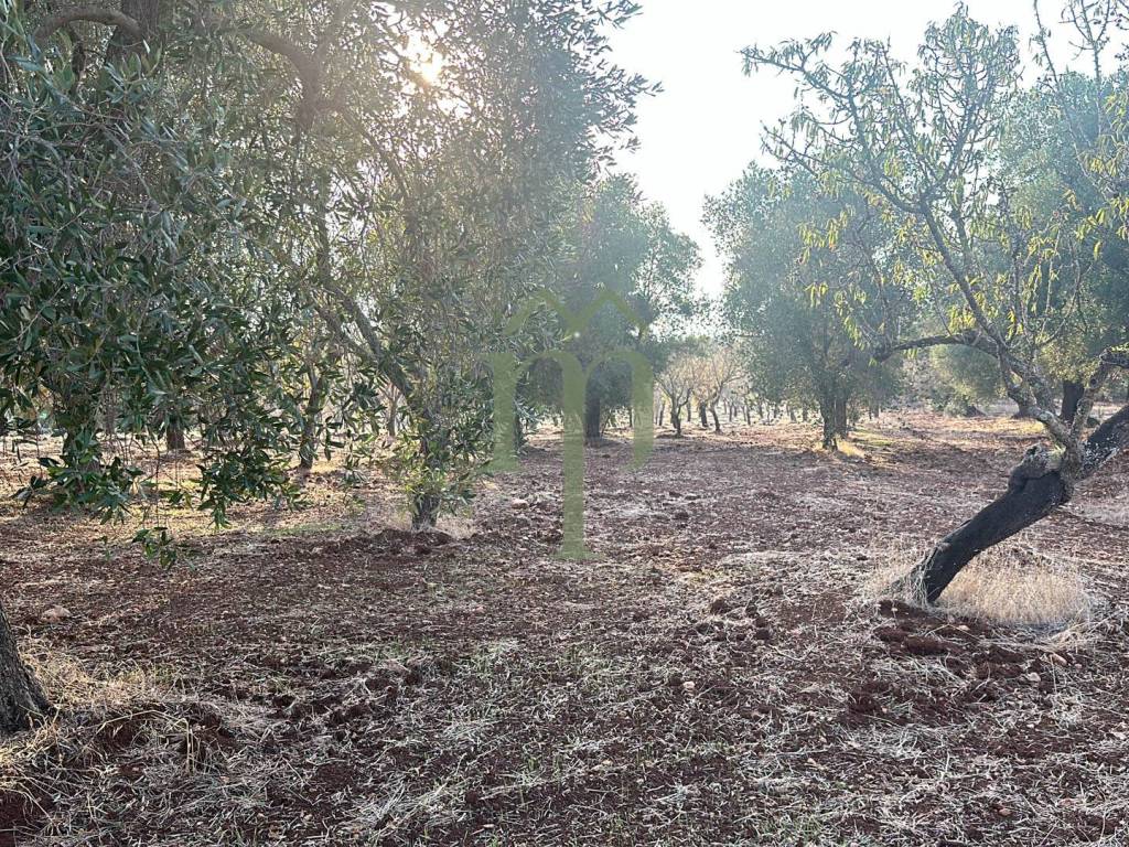 Terreno a Carovigno in Contrada Poggioreale - Foto 5