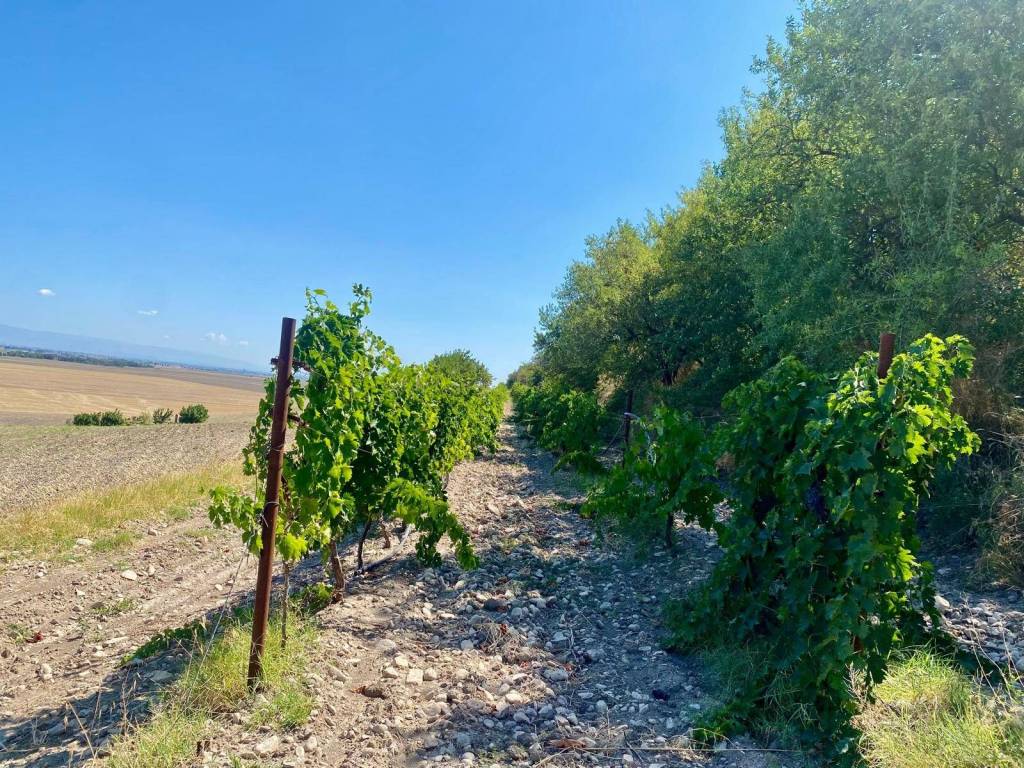 Terreno a Lucera in LOCALITA' SAN GIUSTO - Foto 3