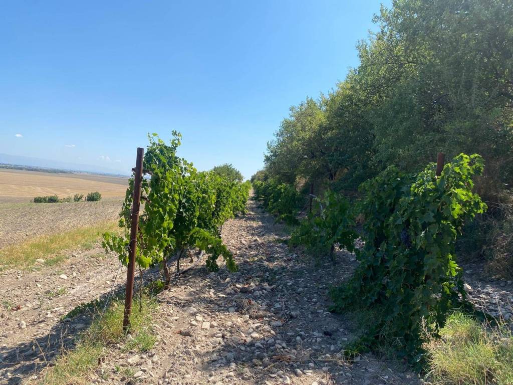 Terreno a Lucera in LOCALITA' SAN GIUSTO - Foto 4