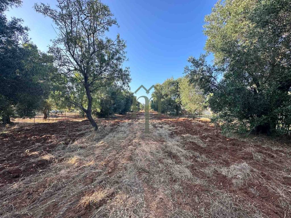 Terreno a Carovigno in Contrada Arrighi - Foto 2