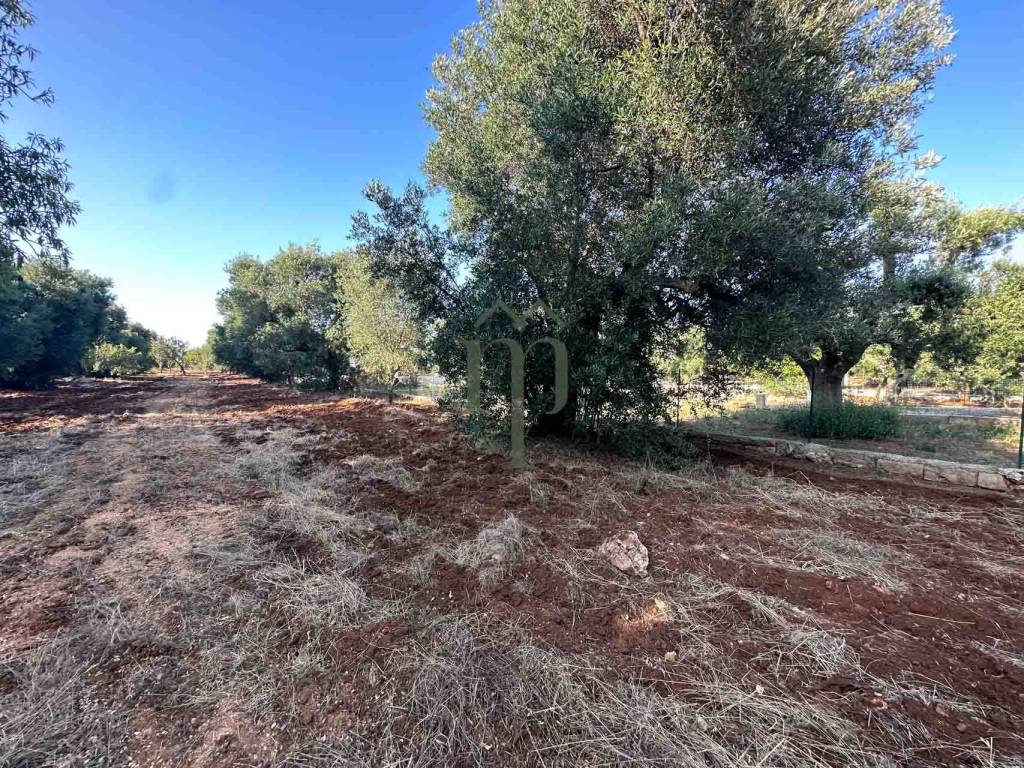 Terreno a Carovigno in Contrada Arrighi - Foto 3