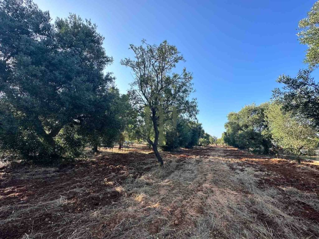 Terreno a Carovigno in Contrada Arrighi - Foto 4