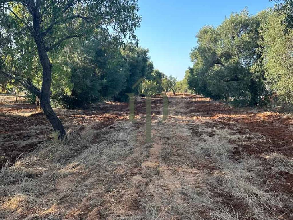 Terreno a Carovigno in Contrada Arrighi - Foto 5