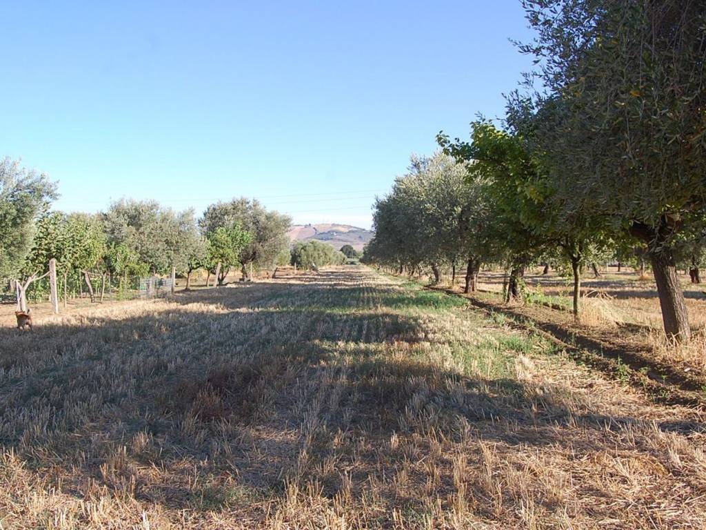 Terreno a Roseto degli abruzzi in Via Santa Petronilla - Foto 3