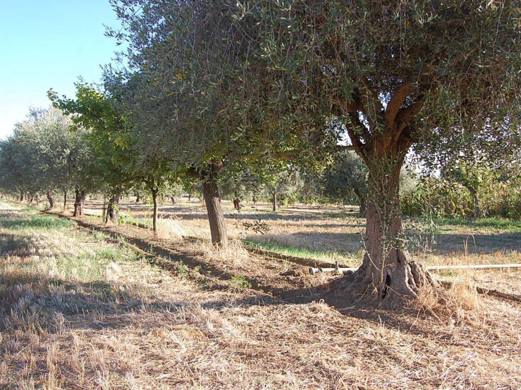 Terreno a Roseto degli abruzzi in Via Santa Petronilla - Foto 4
