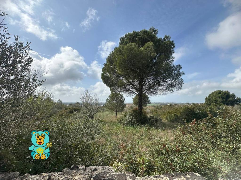 Terreno a Parabita in località Rischiazzi - Foto 2