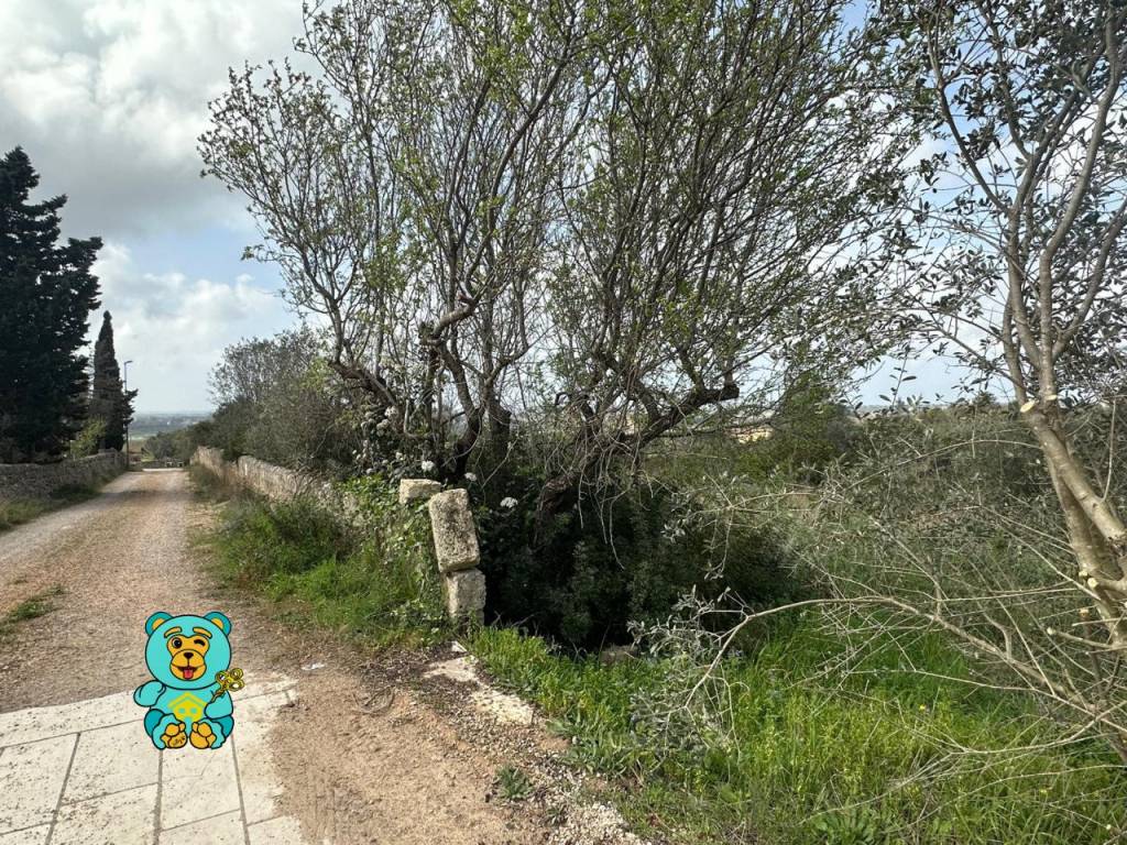 Terreno a Parabita in località Rischiazzi - Foto 5