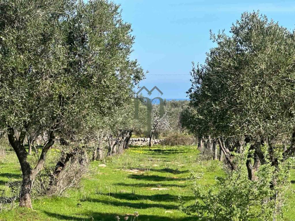Terreno a Carovigno - Foto 2